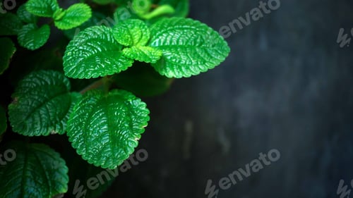 Preview: Green Leaves On Dark Cement Texture In The Garden For Natural Concept Background