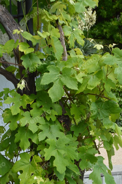 Preview: The Vine winds its way along the wall of a village house, beautiful background
