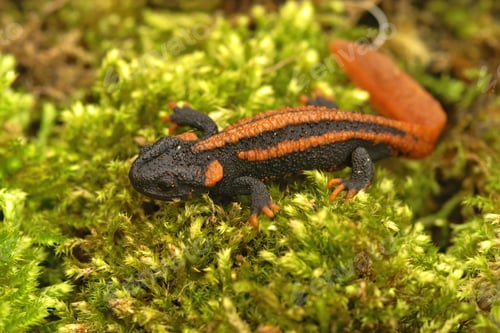 Preview: Closeup shot of a red-tailed Mandarin newt on green moss - Tylototriton kweichowensis
