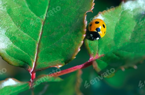 Preview: macro of red ladybird bag on the green leaf. Vivid red and green colours. Gardening, springtime