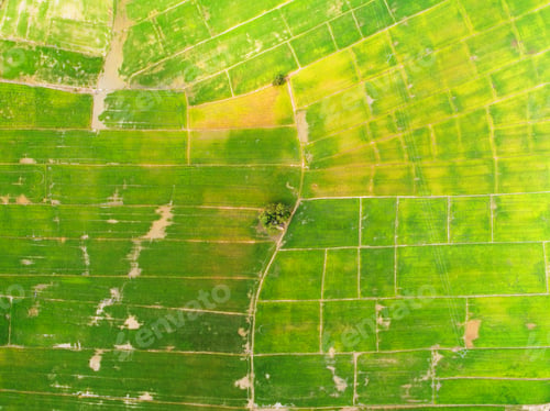 Preview: Rice field