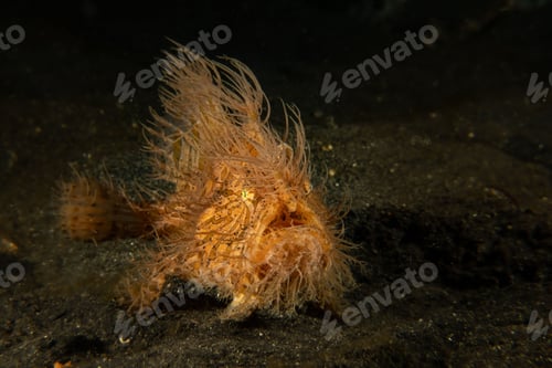 Preview: Close-up of a hairy frogfish on a dark sandy seabed in Sulawesi, Indonesia