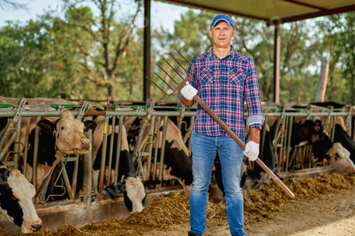 Preview: Farmer Is Working On Farm With Dairy Cows