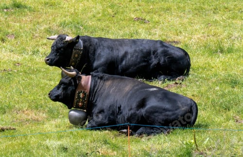 Preview: Black bulls resting on a grassy field wearing decorated collars with bells