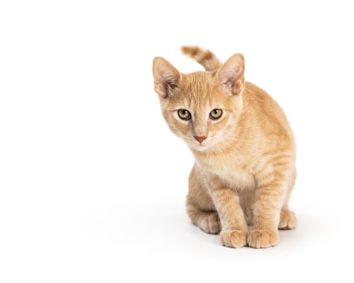 Preview: Adorable Orange Tabby Kitten Sitting and Looking Up