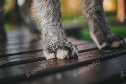 Preview: Portrait of Siberian Husky dog on the city street at the sunset