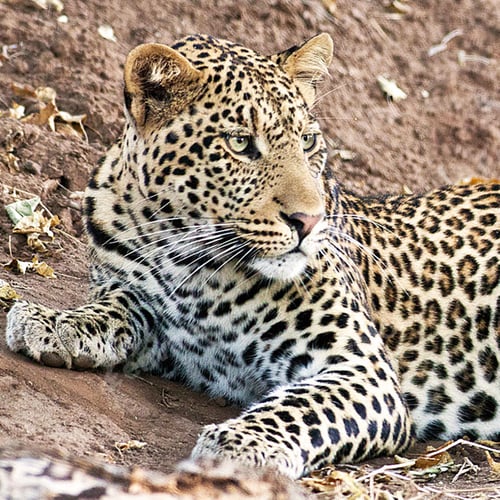 Preview: A Magical South Africa Wildlife place in World