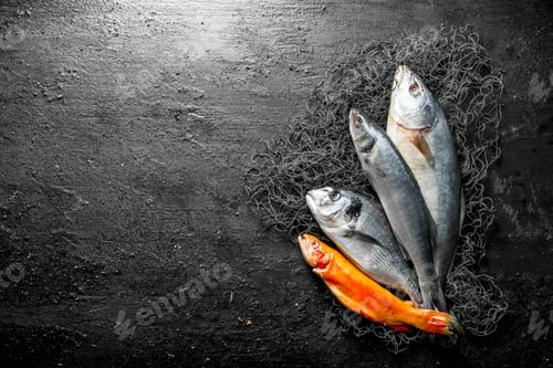 Preview: Fresh fish on the fishing net.