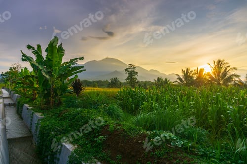 Preview: indonesia beauty landscape paddy fields in north bengkulu natural beautiful morning view from asia