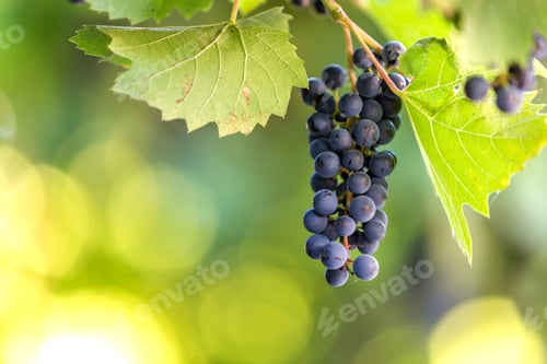 Preview: Dark blue ripening grape cluster lit by bright sun