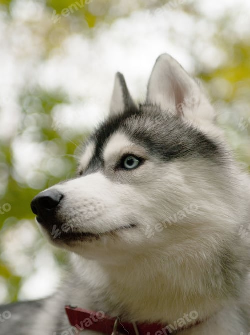 Preview: dog, siberian husky, pets, dogs, wilderness