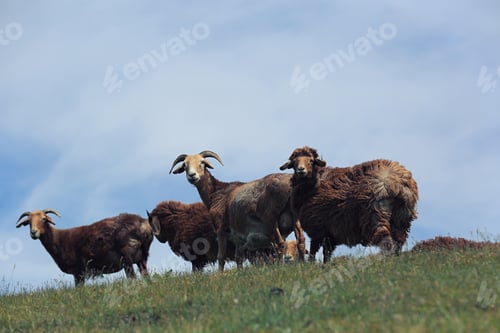 Preview: Sheep on mountain top looking at camera