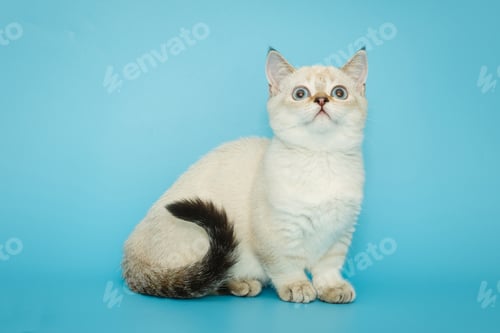 Preview: White Scottish kitten