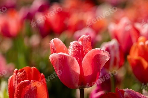 Preview: Red classic shape and shade of tulips close-up on a field in the Netherlands in the sun after rain