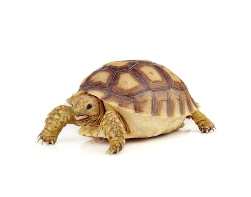 Preview: turtle on over white background