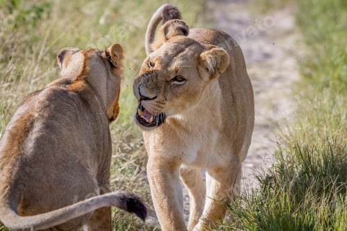Preview: Two Lions having a little argument.