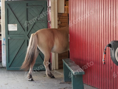 Preview: Horse entering his home
