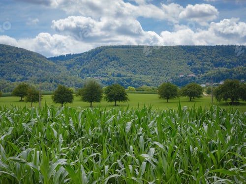 Preview: a cornfield somewhere on the france-switzerland border