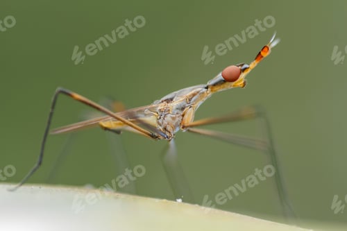 Preview: insect