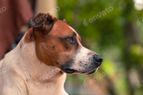 Preview: chocolate dog looking at the horizon