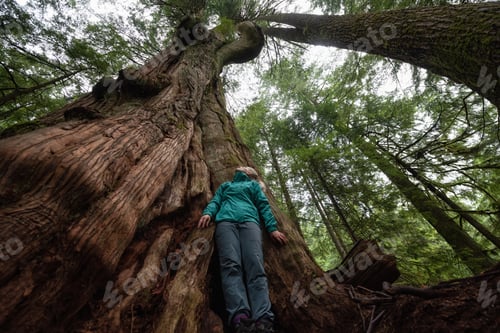 Preview: Adventurous Caucasian Girl standing by the Big Cedar Tree in the forest