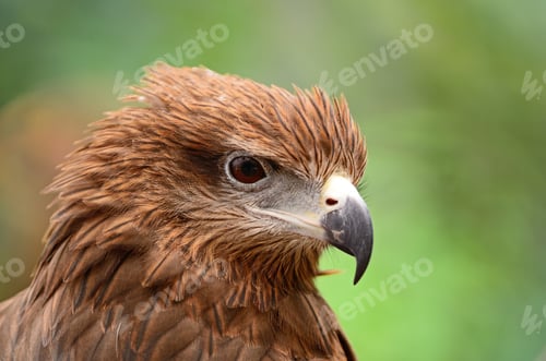 Preview: Black Kite