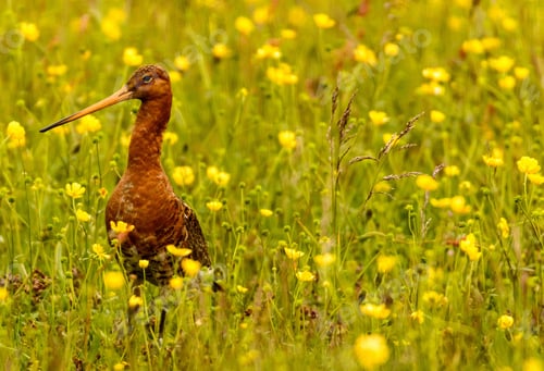 Preview: Black-tailed godwit bird perched atop a bush, surrounded by vibrant yellow and green foliage