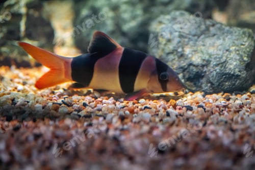 Preview: Clown Loach (Chromobotia macracanthus) - Freshwater fish