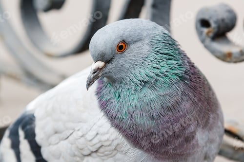 Preview: portrait of a beautiful dove