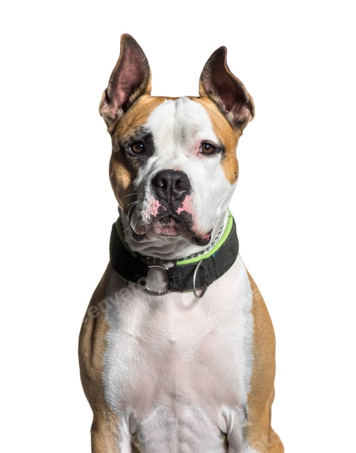 Preview: American Staffordshire Terrier, 2 years old, sitting in front of white background