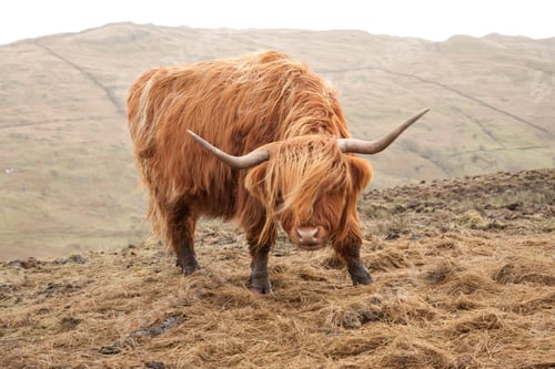 Preview: Selective focus shot of a brown Scottish highland cattle