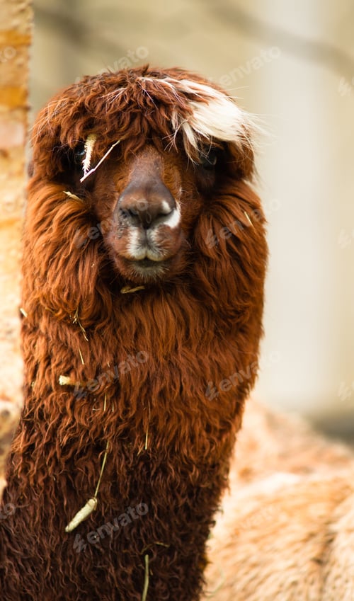 Preview: Solitary Llama Eyes Covered By Hair and Straw Rust Blonde
