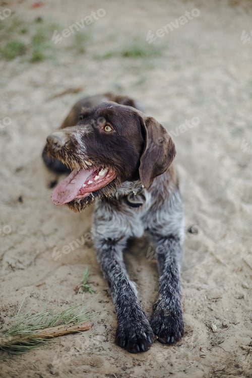 Preview: German Wirehaired Pointer Dog. Drathaar