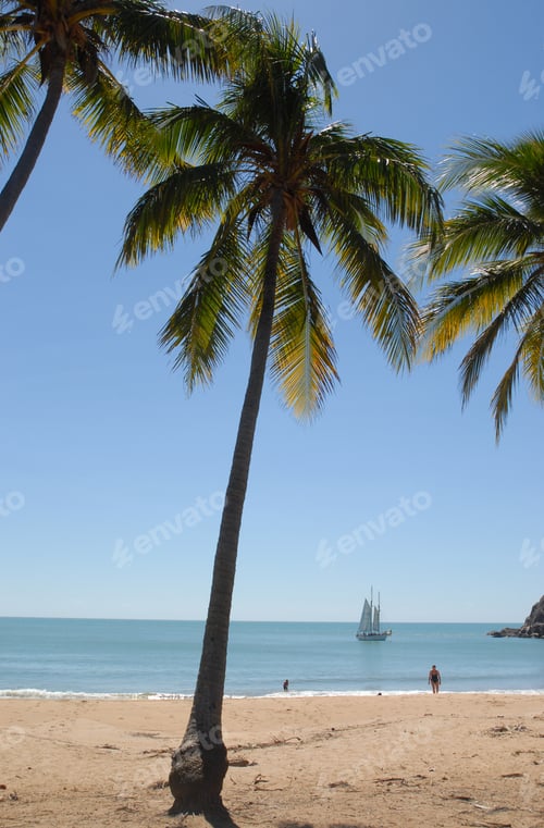 Preview: View through coconut palms to yacht anchored off the beach at Radical Bay
