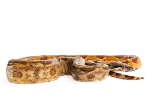 Preview: Hog Island Boa Constrictor