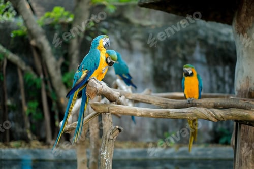 Preview: bird, parrot, Scarlet, Macaw