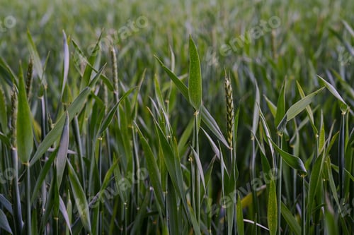 Preview: A field of green wheat at an early stage of growth in the spring season.