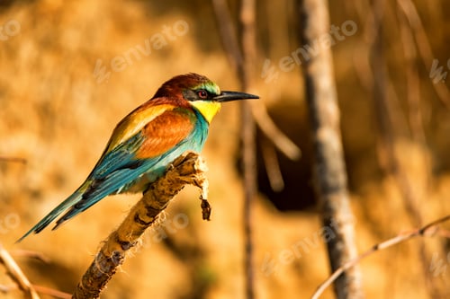 Preview: Exotic bird European bee-eater or Merops apiaster
