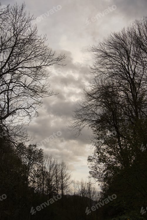 Preview: Several leafless trees in a gloomy atmosphere. Gray, cloudy sky background