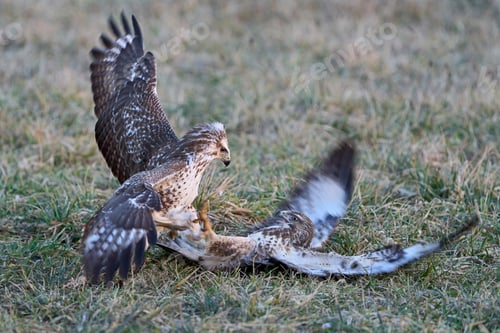 Preview: Common buzzard (Buteo buteo)