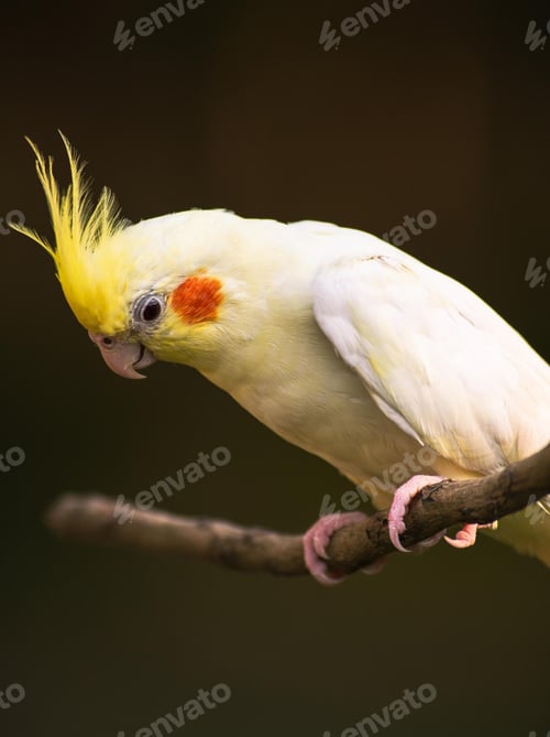 Preview: cockatiel, bird, pet, parrot