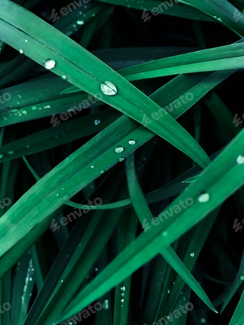 Preview: Natural vertical plant background