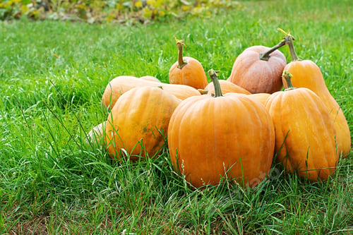 Preview: Orange ornamental pumpkins in sunlight in october autumn