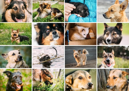Preview: Homeless Dogs Bundle Set. Funny Mixed Breed Dogs Portraits Close up mongrel dog