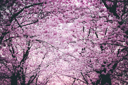 Preview: Hello spring!