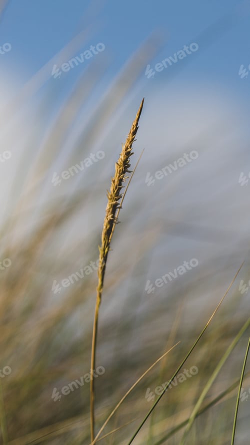 Preview: Selective focus shot of the fresh green wheat in the field
