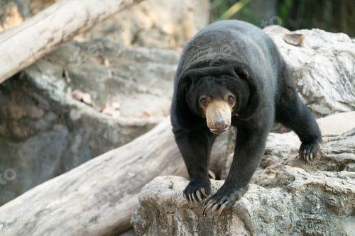 Preview: malayan sunbear sunbear in zoo