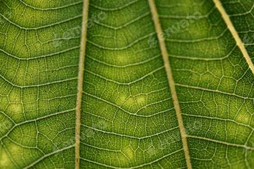 Preview: Line art pattern on dark green dwarf white leaf texture macro photography