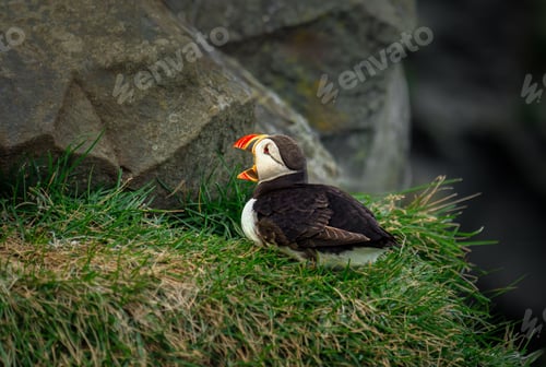 Preview: Puffin on Grassy Cliffs
