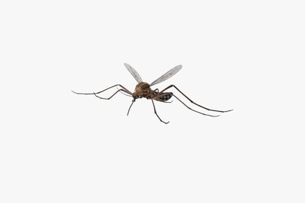Preview: Aedes Aegypti Mosquito in Flight